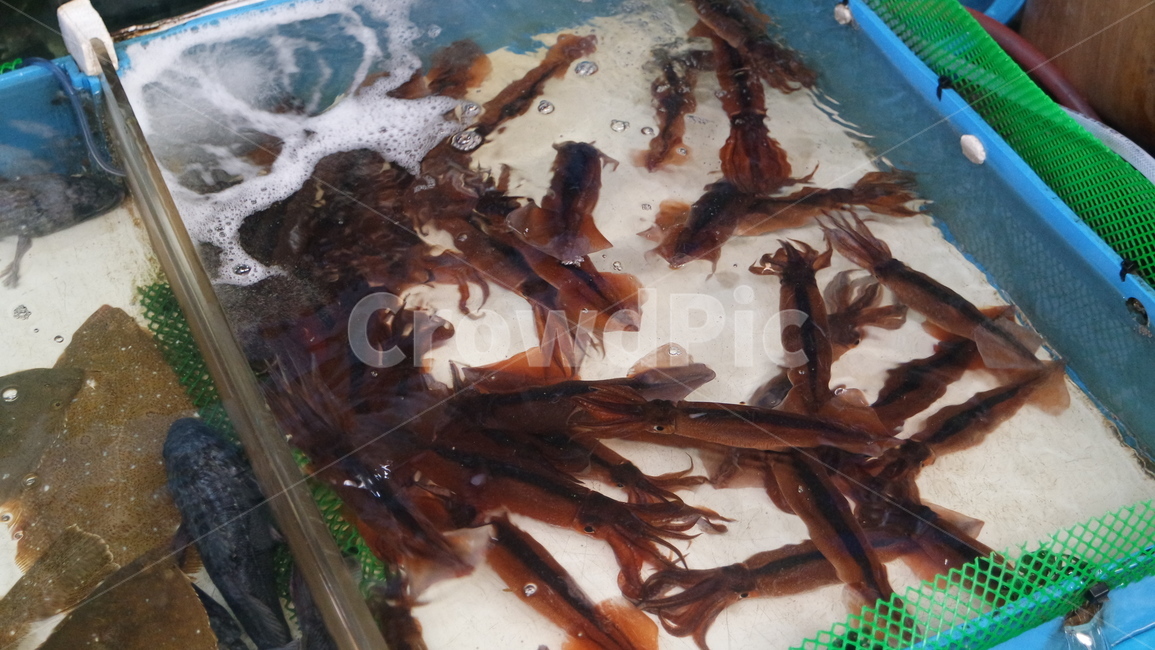 오징어,어류,해산물,수산시장,수산물,시장,마트,마켓,market,mart,market place,음식,식재료,요리,food,cook,meal,dishes,food reserves,수산물,해산물,fishery products,seafood
