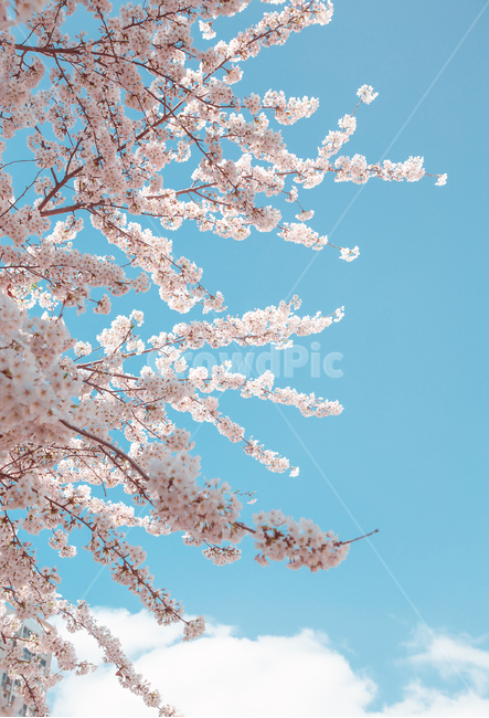 봄,벚꽃,꽃,봄꽃,감성사진,봄,계절,spring,season,식물,자연,plants,nature,꽃,flower,plant,blossom,cherry blossom