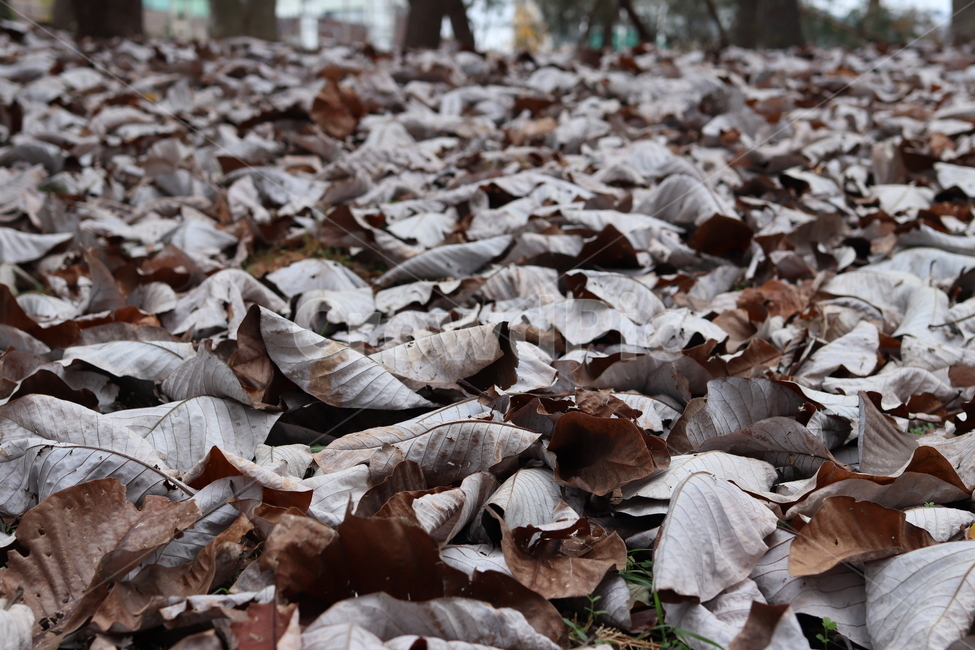 가을,낙엽,늦가을,공원,나무,잎사귀,abstract,autumn,background,beautiful,brown,closeup,coast,color,colorful,detail,dry,environment,fall,green,leaves,natural,nature,outdoor,shell,plant,ground,바닥,leaf,식물,잎,tree,쓸쓸함,가을,계절,fall,autumn,season