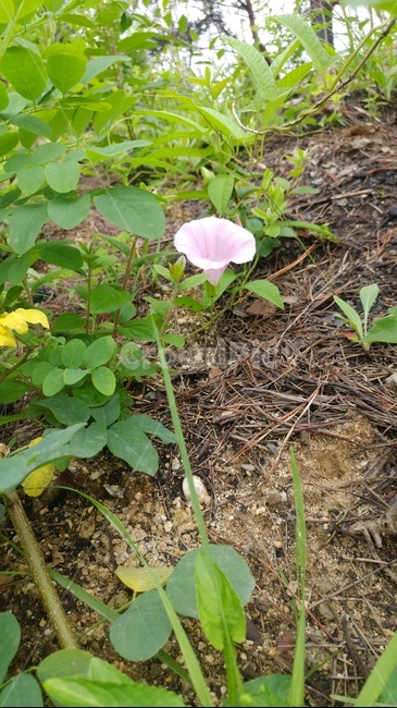꽃,flower,식물,plant,blassom,식물,자연,plants,nature