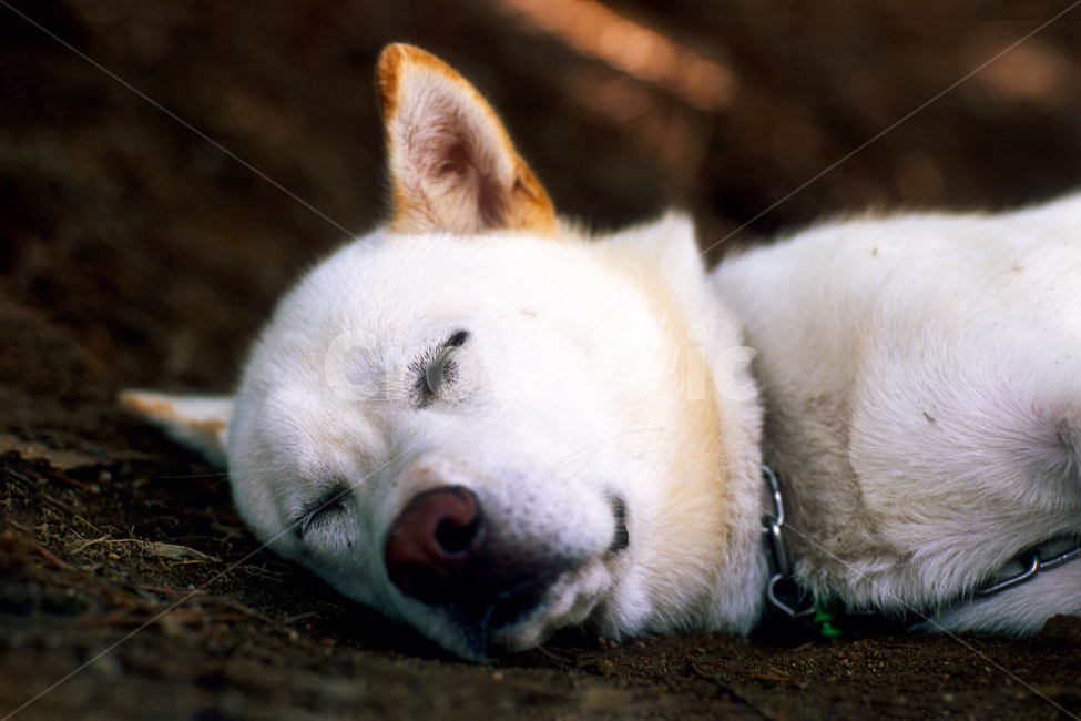 rest,innocent,Film feel,film,film sensibility,film photography,Pets,healing,Baekgu,puppy,albino,Jindo dog,bowwow,nap,dog,pet dog,pet,Jindogae