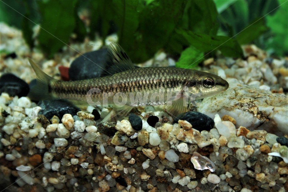 새미,모래무지아과,민물고기,수생동물,자연,한강,임진강,오십천,동물,animal,어류,물고기,fish