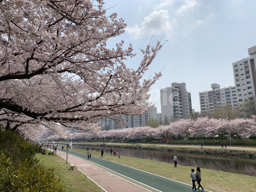 부산벚꽃,벚꽃,온천천,카페거리,온천천카페거리,벚꽃명소,부산벚꽃명소,동래,벚꽃길,하늘,구름,봄,spring,busan,sakura,봄,계절,spring,season,도시,풍경,city,landscape,한국도시풍경,한국도시경관,korea cityscape,plant,식물,blossom,꽃,cherry blossom,flower