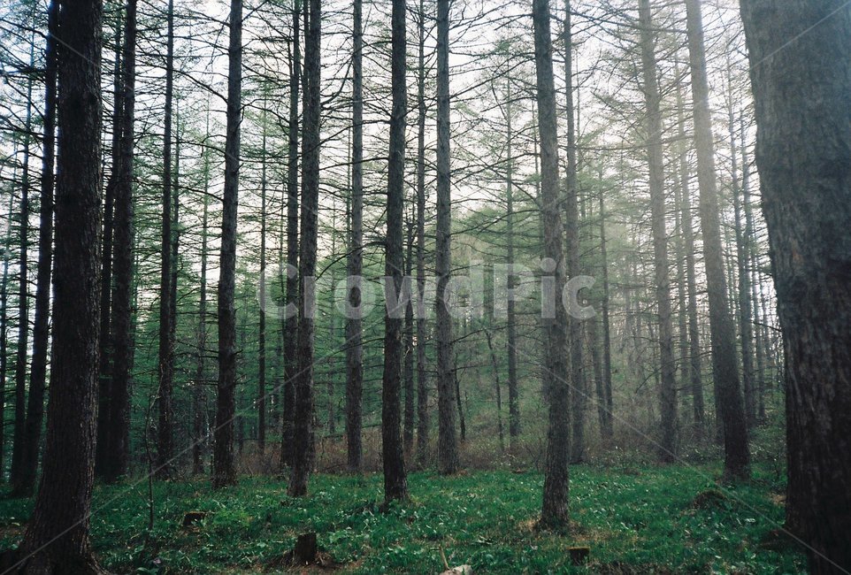함백산,만항재,숲,강원도,태백,전나무,자연,풍경,nature,landscape,식물,plants,나무,trees,wood,휴식,힐링,rest,relaxation,healing,tree,plant