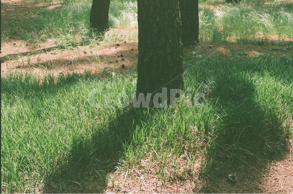 식물,자연,소나무,그림자,잔디,식물,자연,plants,nature,나무,trees,wood,감성,sensible,feeling