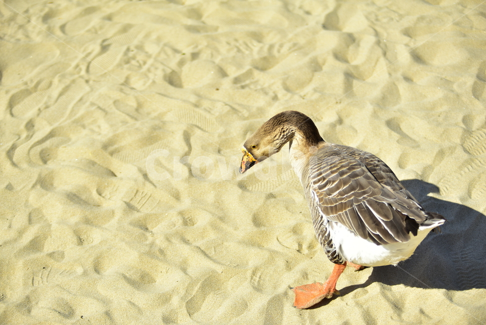 거위,모래,백사장,조류,자연,휴식,산책,동물,goose,sand,bird,birds,nature,whitesand,동물,animal,조류,새,birds