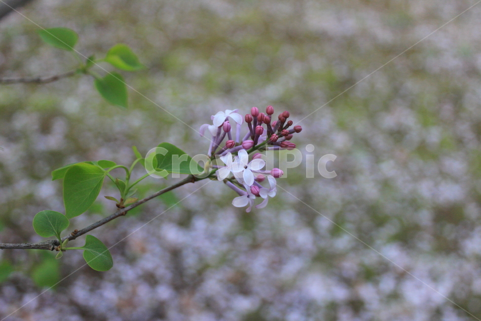 라일락,꽃,자연,식물,봄,봄,계절,spring,season,식물,자연,plants,nature,꽃,flower,plant,blossom