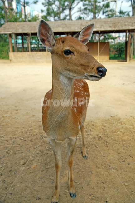 꽃사슴,사슴,동물,반점,월미공원,대륙사슴,매화사슴,포유동물,동물,animal,포유류,mammal