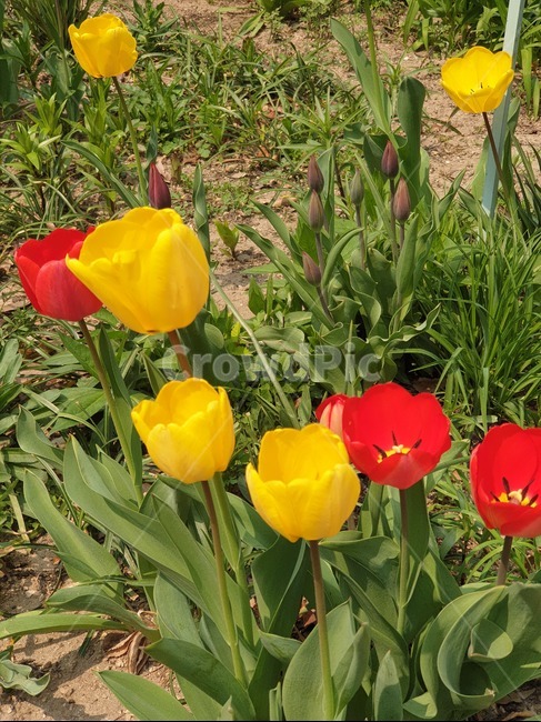 plant,식물,blossom,flower,꽃,봄,spring,튤립,노랑,빨강,tulips