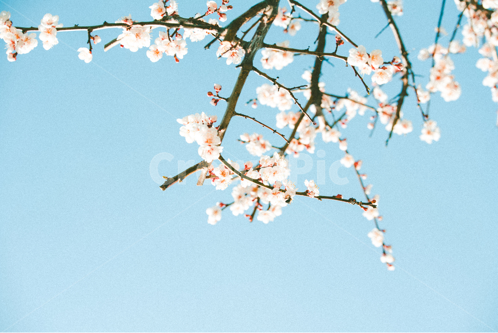 벚꽃,매화,꽃,봄,꽃구경,꽃놀이,봄,계절,spring,season,식물,자연,plants,nature,꽃,flower,감성,sensible,feeling,색깔,색상,색채,색감,color sense,color sensitivity,feeling of color,plant,blossom