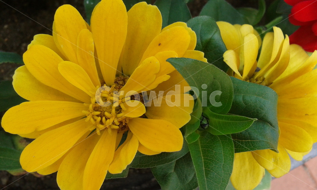 plant,식물,pollen,화분,yellow,식물,자연,plants,nature,꽃,flower