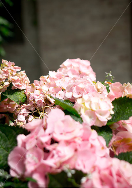 수국,봄,식물,화초,꽃,자연,plants,nature,flower,식물,자연,plants,nature,꽃,flower