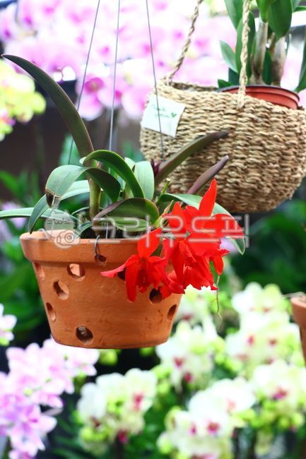 plant,식물,잎,뿌리,줄기,화분,줄,꽃시장,초록식물,초록,푸른식물,뿌리식물,꽃,난,란,호접란,빨강,봄