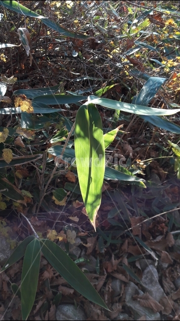 빛,가을,조릿대,대나무,숲,식물,자연,plants,nature