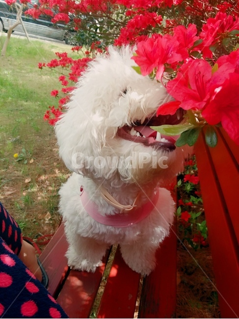 plant,식물,sping,flower,animal,dog,비숑프리제,개,강아지,반려동물,꽃,pet,red