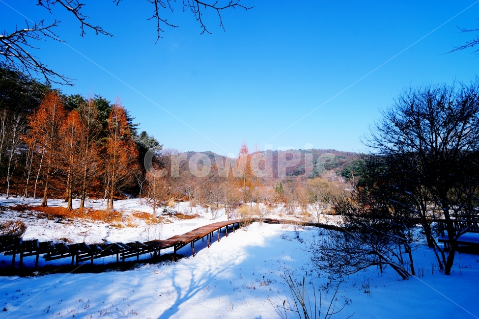 파란하늘,하얀눈,겨울,걷기좋은,겨울숲속,겨울풍경,겨울,계절,winter,season,자연,풍경,nature,landscape,tree,나무,plant,식물,outdoors,옥외,building,건물