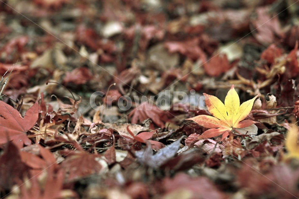 단풍,가을,낙엽,공원,maple,fall,park,fallenleaves,가을,계절,fall,autumn,season,leaf,잎,plant,식물