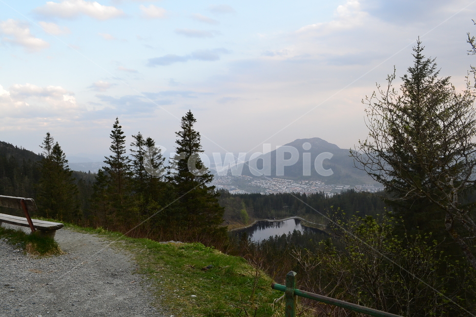 노르웨이,베르겐,norway,bergen,플뢰옌,floyen,자연,풍경,nature,landscape,해외,외국,세계,foreign,oversea,world,세계자연풍경,해외자연풍경,외국자연풍경,world nature landscape,tree,나무,plant,식물,fir,전나무,abies,아비