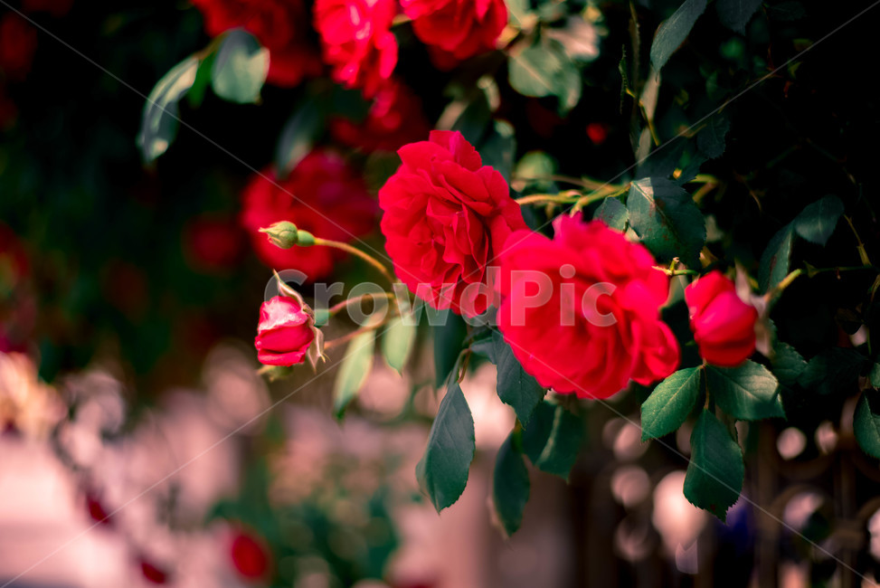식물,꽃,장미,장미꽃,레드,식물,자연,plants,nature,꽃,flower