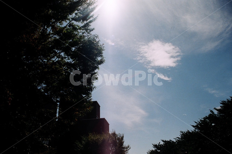 필름사진,오전,오후,구름,나무,필름,자연,풍경,nature,landscape,light,빛,flare,플레어,sunlight,햇빛