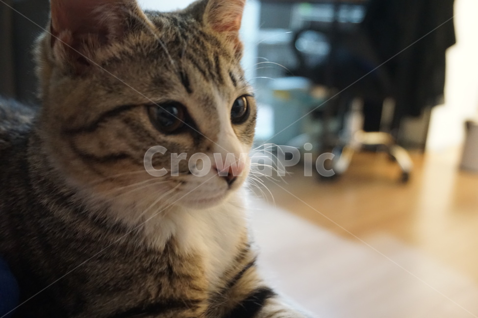 고양이,아깽이,짐승,미묘,아기고양이,동물,animal,포유류,mammal,고양이,cat,kitten,kitty