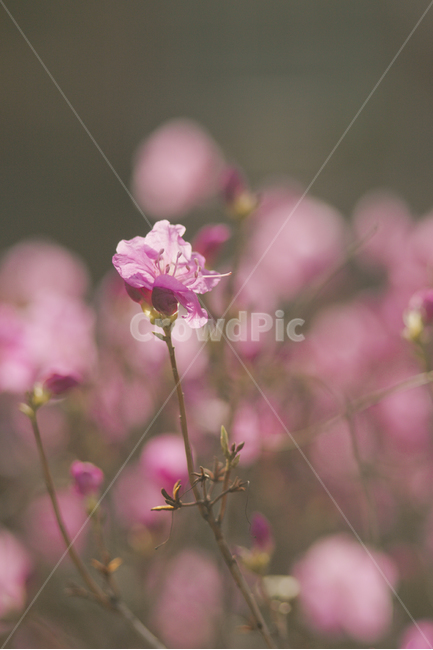 봄,꽃,진달래,식물,자연,flower,pink,봄,계절,spring,season,식물,자연,plants,nature,꽃,flower,blossom,geranium,제라늄,plant,petal,꽃잎