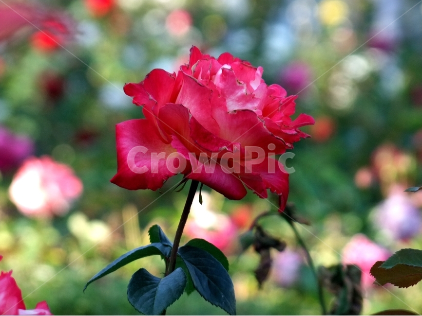 장미,장미꽃,봄꽃,봄,붉은장미,식물,자연,plants,nature,꽃,flower