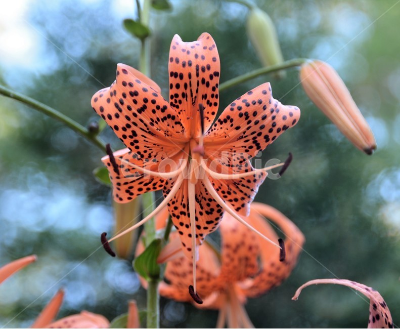 꽃,나리꽃,식물,자연,숲속,아름다움,단아함,식물,자연,plants,nature,꽃,flower