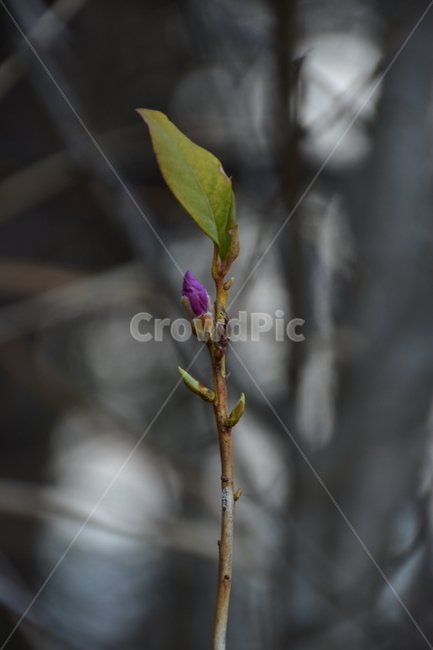 1,true flower,one,flower bongsan flower,Azalea
