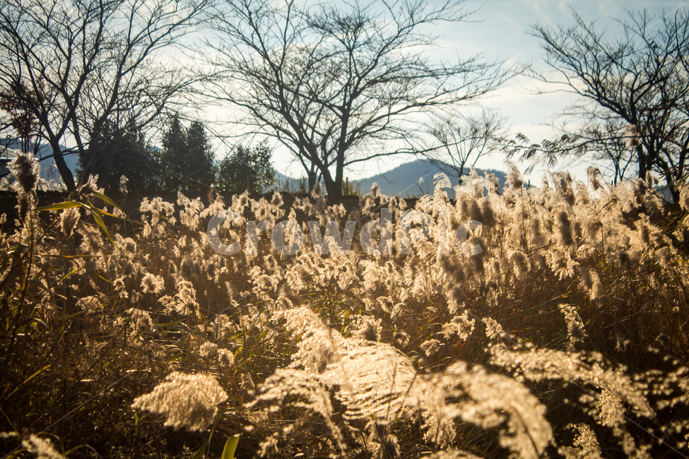 순천만,갈대밭,갈대,풍경,가을,가을,계절,fall,autumn,season,자연,풍경,nature,landscape,한국자연풍경,한국자연경관,korea nature landscape,grass,잔디,plant,식물,lawn,reed