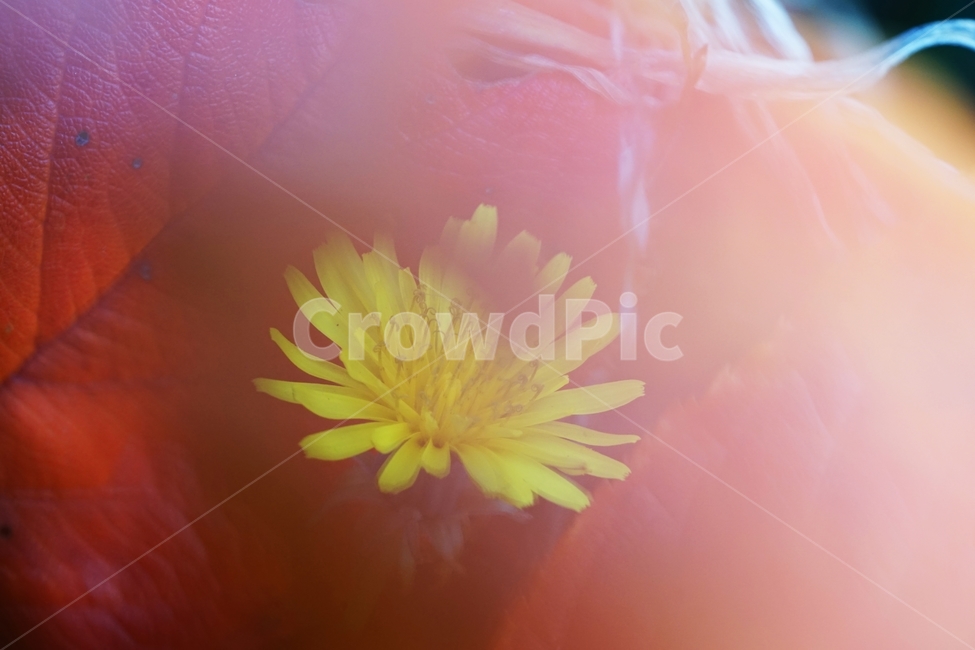 민들레,민들레꽃,야생화,국화과,다년생식물,식물,자연,plants,nature,꽃,flower