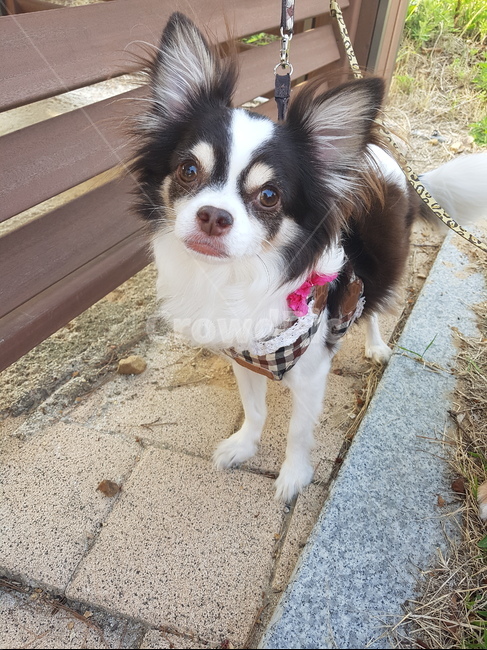 장모치와와,흰색,검정색,개,dog,cute,animal,chihahua,치와와,동물,animal,포유류,mammal,개,강아지,dog,doggy