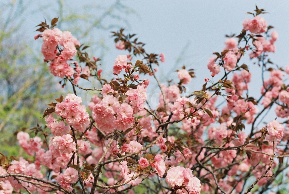 꽃,겹벚꽃,하늘,봄,필카,필름카메라,산책,감성,분홍,봄,계절,spring,season,식물,자연,plants,nature,꽃,flower,plant,blossom