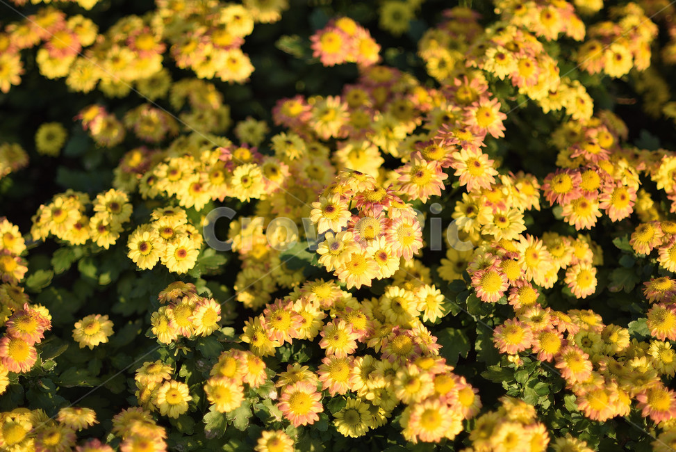 식물,꽃,노란색,국화,flower,가을,계절,fall,autumn,season,식물,자연,plants,nature,꽃,flower,plant,leaf,잎