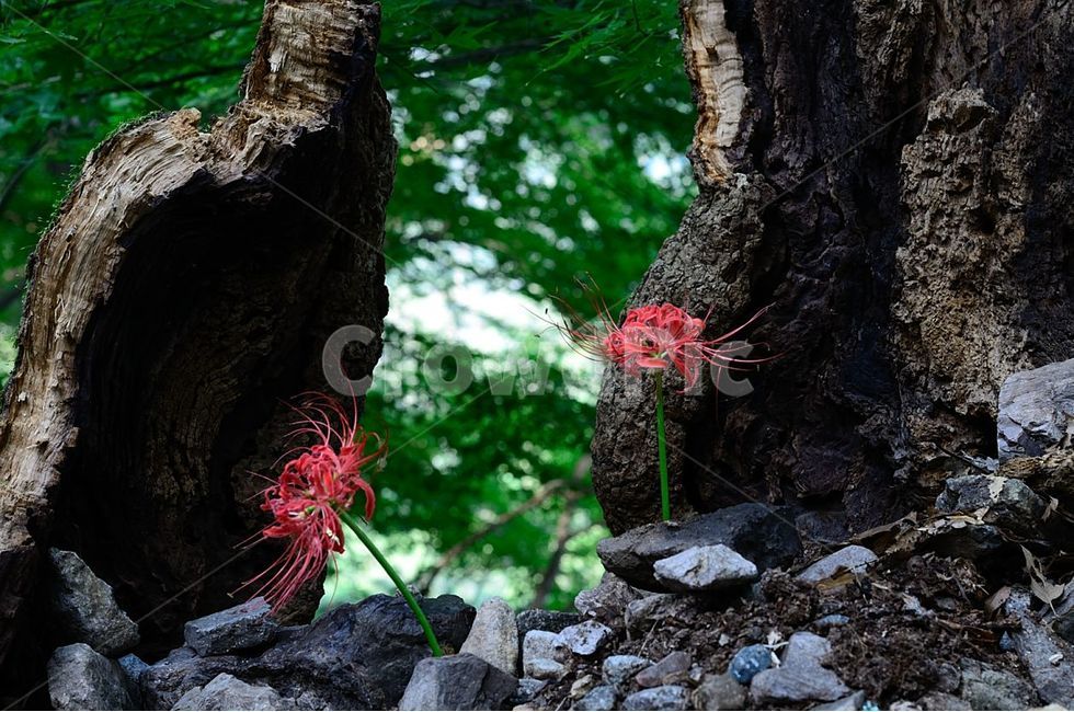 상사화,꽃,가을,flower,식물,plant,식물,자연,plants,nature,꽃,flower