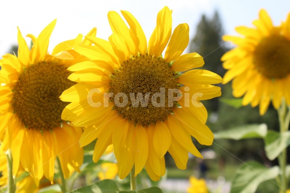 가을,해바라기,공원,산책,화서역,서호,식물,자연,plants,nature,꽃,flower
