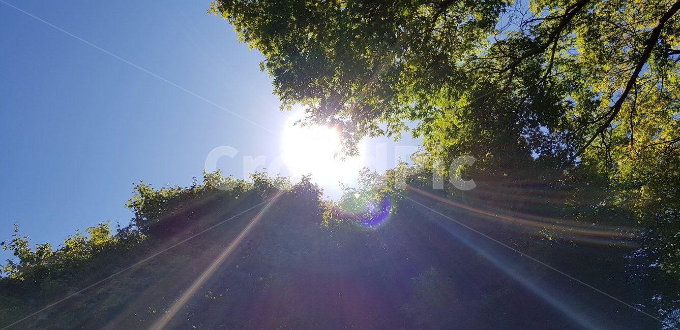 light,빛,햇빛,플레어,flare,sunlight,식물,자연,plants,nature,나무,trees,wood