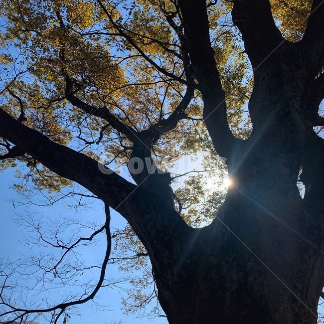 treetrunk,나무줄기,빛,flare,식물,tree,light,나무