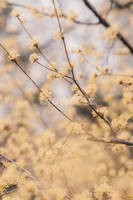 봄,꽃,blossom,flower,산수유,감성,색깔,색상,색채,color,감성사진,봄,계절,spring,season,식물,자연,plants,nature,꽃,flower