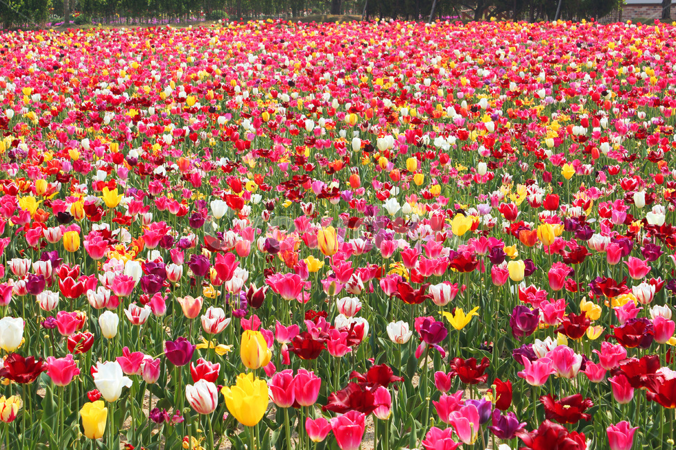 튤립,tulip,flower,blossom,식물,자연,season,plants,nature,야외,식물,자연,plants,nature,꽃,flower