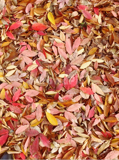 낙엽,가을,단풍,나뭇잎,빨강잎,노란잎,가을,계절,fall,autumn,season,leaf,잎,plant,식물,ground,바닥