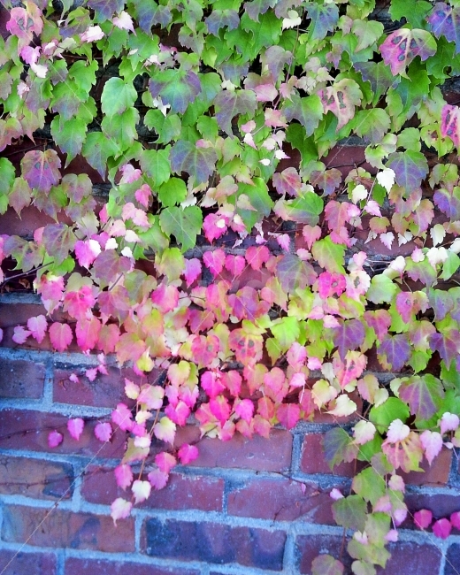 담쟁이,단풍,가을,자연,벽,가을,계절,fall,autumn,season,식물,자연,plants,nature