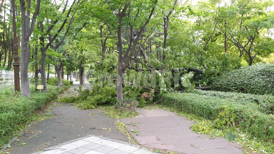 태풍,태풍피해,나무,plant,재해,자연,풍경,nature,landscape,tree,식물,outdoors,옥외