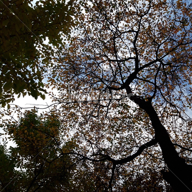 나무,tree,plant,꽃,꽃나무,식물,treetrunk,나무줄기