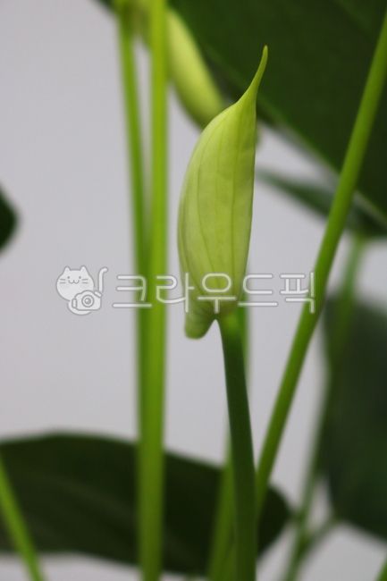 Cheonnam and,nature,air purifying plants,leaf,Anthurium flower,ornamental,foliage plant,flower,Anthurium,petal,leaves,plant,tropical plants