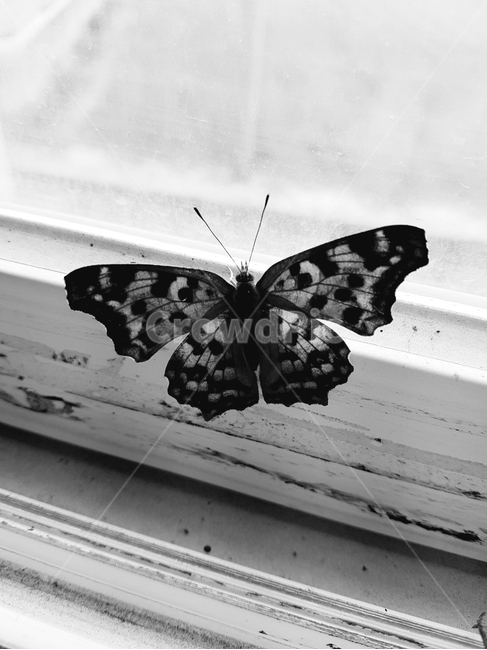 나비,호랑나비,창가,창틀,창문,곤충,벌레,insect,bug,흑백,모노톤,monochrome,black and white
