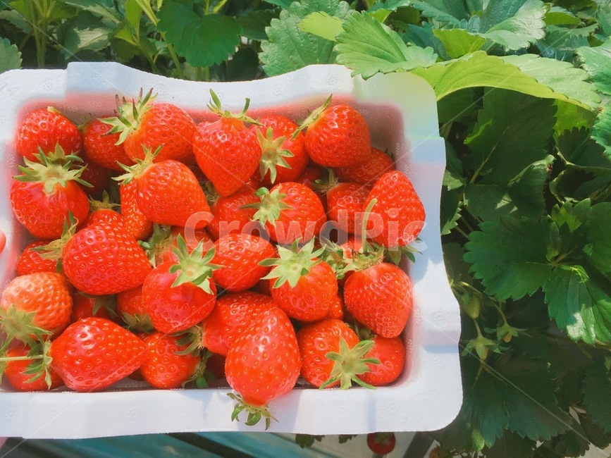 음식,food,빨간색,딸기,strawberry