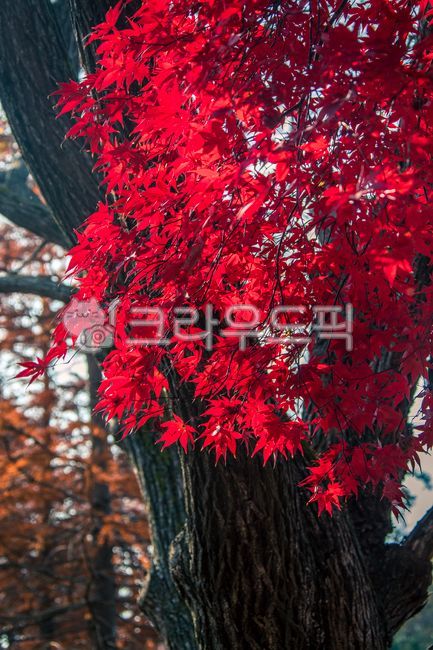 단풍,가을풍경,풍경,가을,나무,landscape,fall,autumn