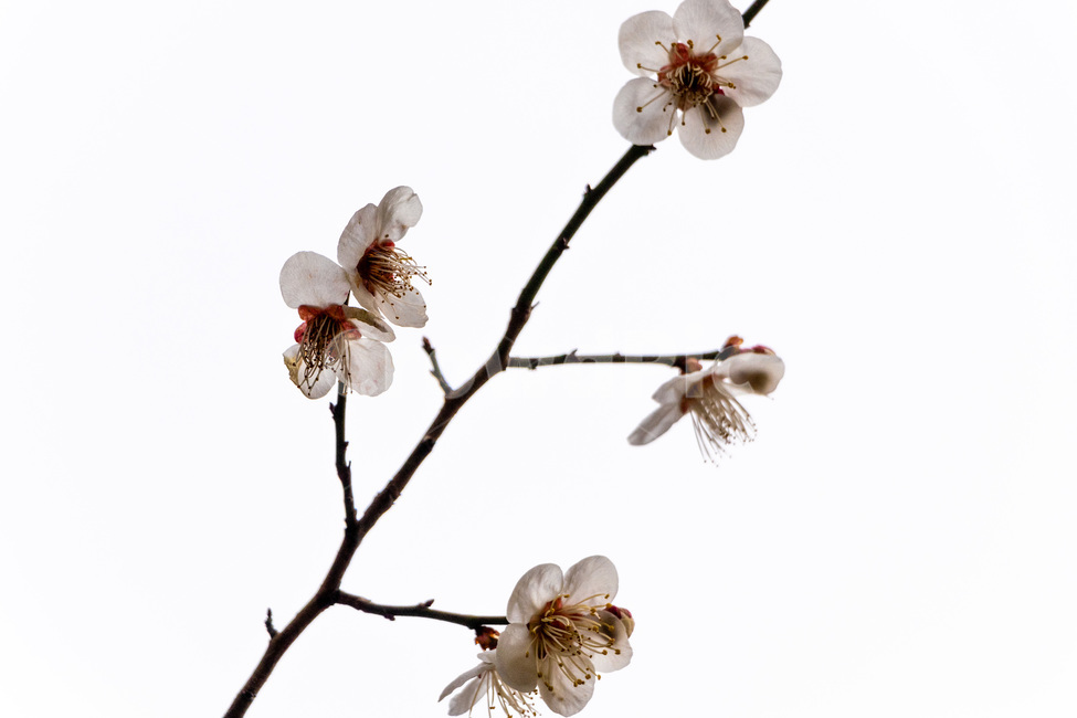 매화,매화꽃,매실꽃,백매화,흰매화,봄,계절,spring,season,식물,자연,plants,nature,꽃,flower,plant,cherry blossom,벚꽃,blossom