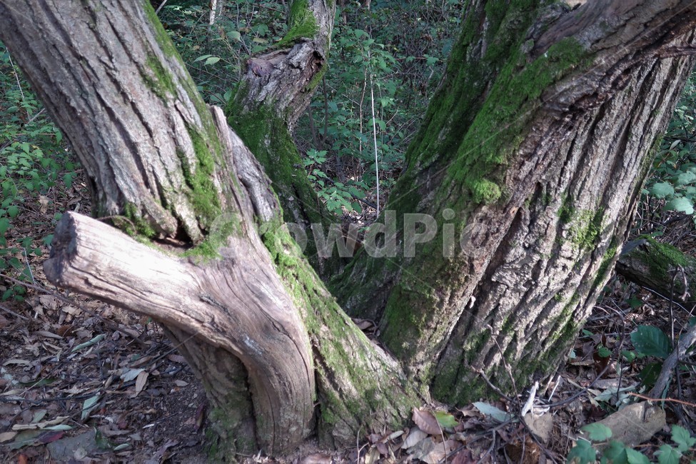나무,고목,이끼,산속,숲,껍질,식물,자연,초록,나뭇가지,나무,trees,wood